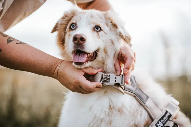 Trekking line harness CLIP'N™ - Non-Stop Dogwear - Por encargo