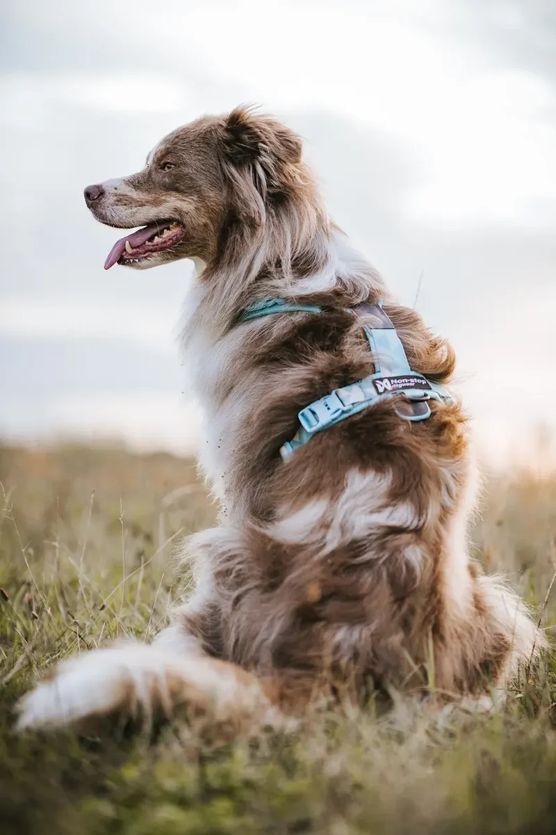 Trekking line harness CLIP'N™ - Non-Stop Dogwear - Por encargo