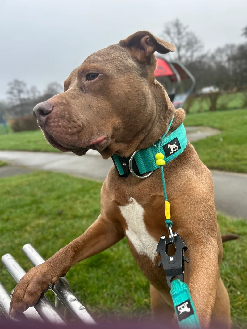 Turquoise Dog check collar / grot collar / slip collar / slip lead