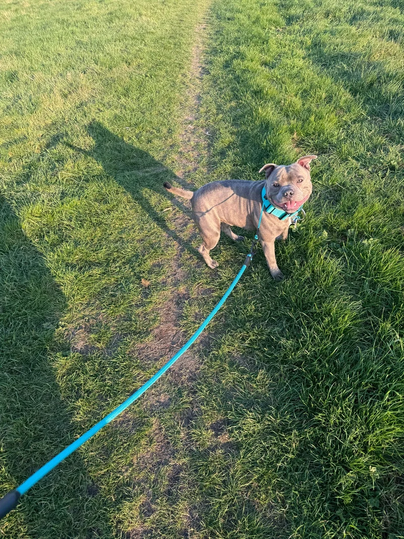 Turquoise Dog check collar / grot collar / slip collar / slip lead