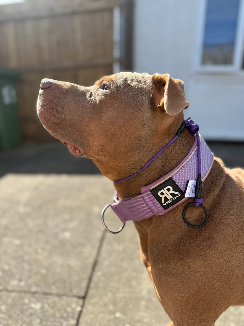Purple Dog check collar / grot collar / slip collar / slip lead