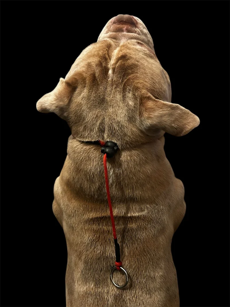 Red Dog check collar / grot collar / slip collar / slip lead