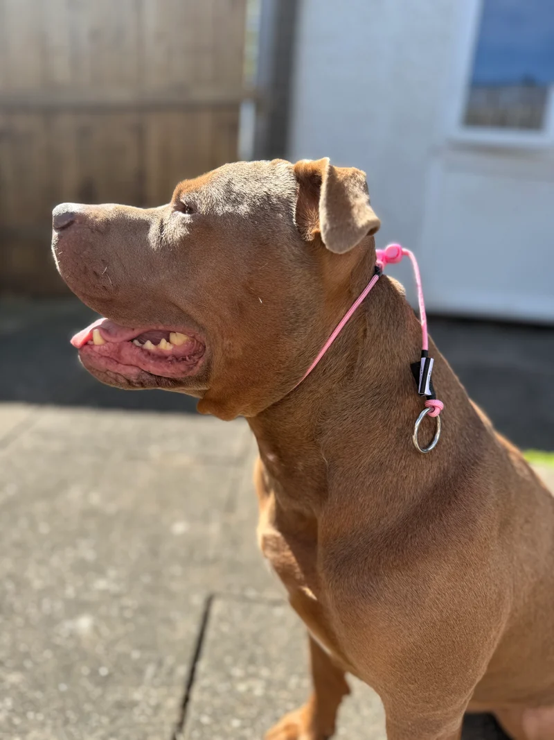 Pink Dog check collar / grot collar / slip collar / slip lead