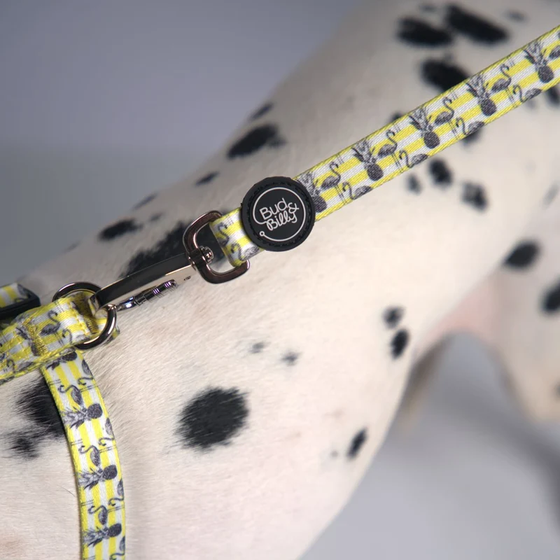 Bud & Billy Dog Strong & Durable Leash - Lightweight, 1.8 Meters (XS-L) Flamingo Collection, Yellow & White Stripe