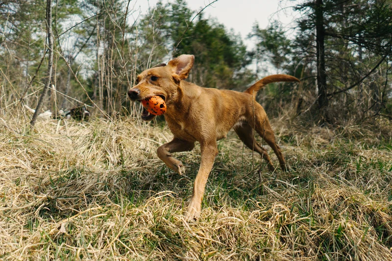 Dog Throw Toy | Caucho Natural | Juguetes Non-Stop Dogwear