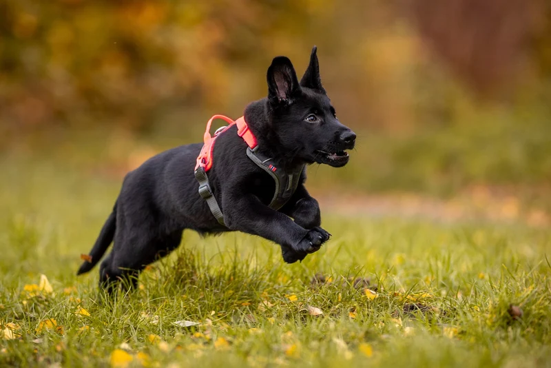 Arnés NON-STOP RAMBLE HARNESS - Por encargo