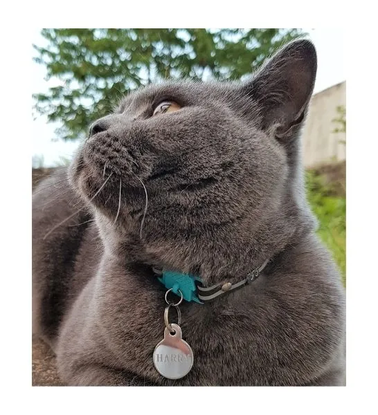 Kittyrama Havana Cat Collar 19.5cm - 26.5cm