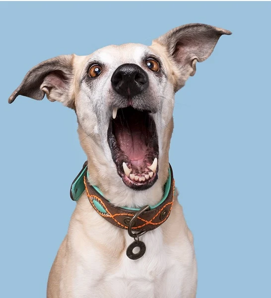 DWAM Joplin Dog Collar