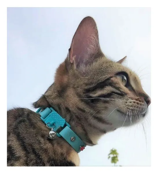 Kittyrama Aqua Cat Collar 19.5cm - 26.5cm