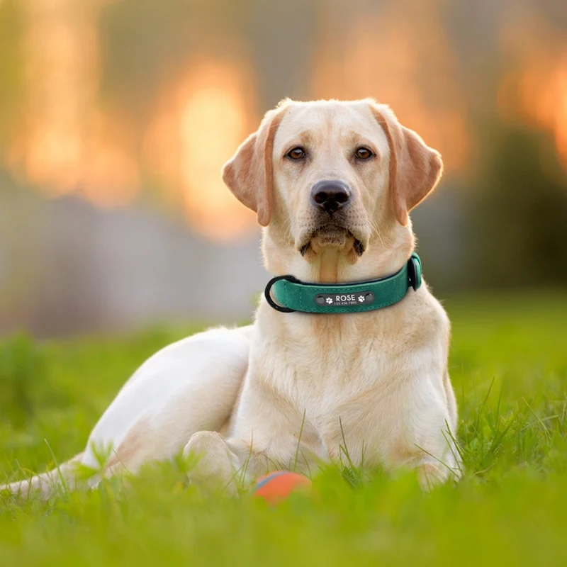 CustomCuff Pet Collar