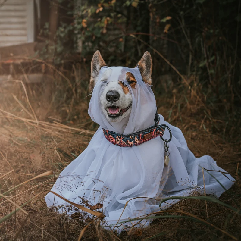 Haunted Hounds Collar