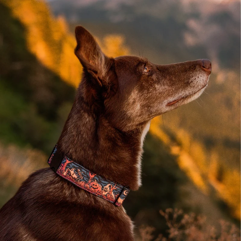 Haunted Hounds Collar