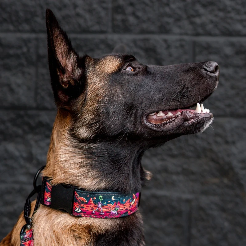 Rover Buckle-On Martingale Collar