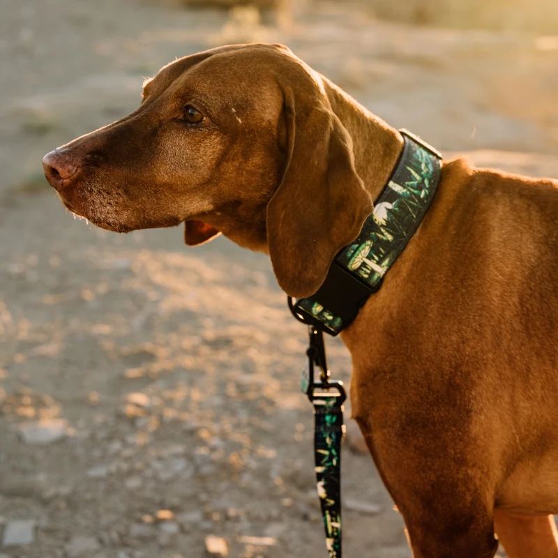 1947 Buckle-On Martingale Collar