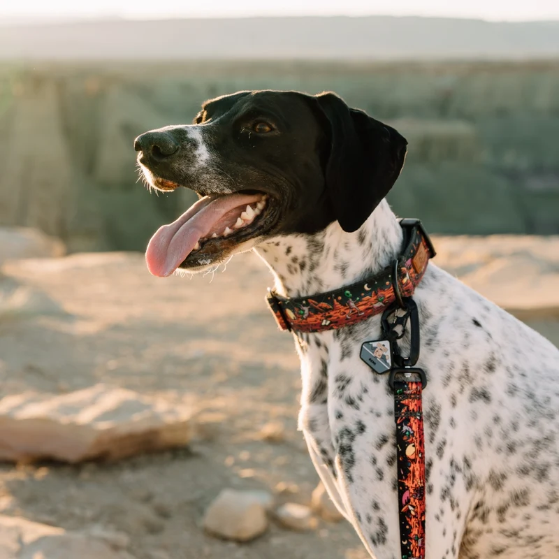 Rover Collar