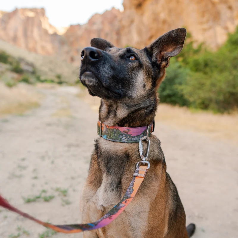 Yosemite Parkside Buckle-On Martingale Collar
