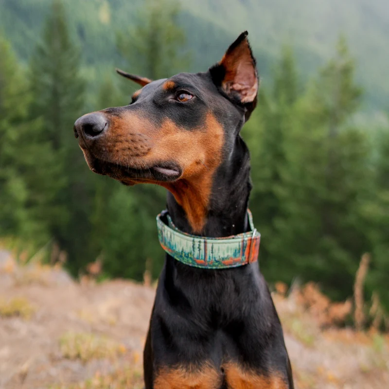 Redwoods Parkside Collar