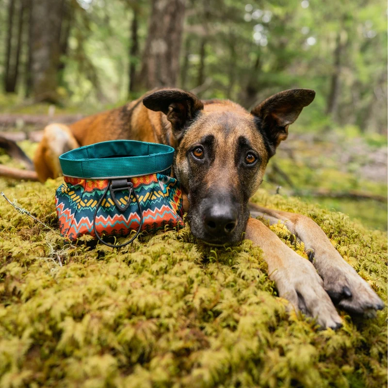 Trailside Dog Bowl in Evergreen