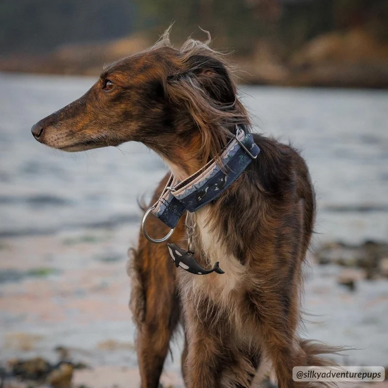 Orca Island Collar