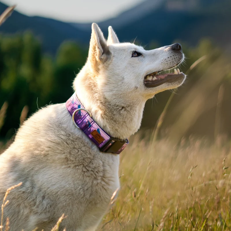 Lupine Fields Collar