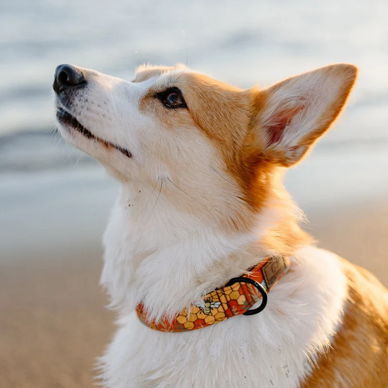 Honey Bee Collar