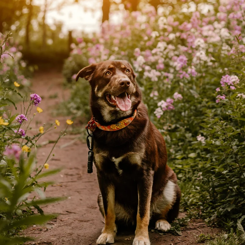 Honey Bee Collar