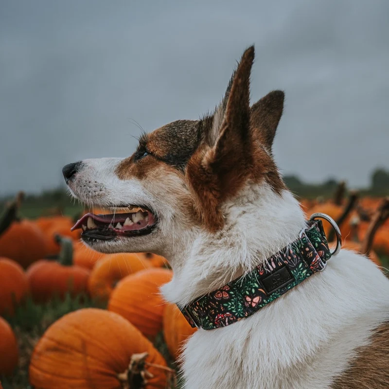 Enchanted Collar