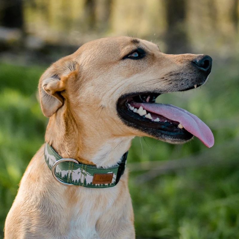 Juniper Mountain Collar