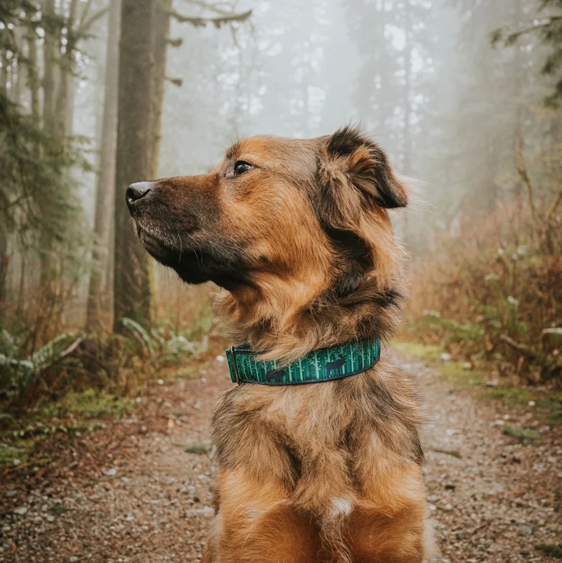 Olympia Collar