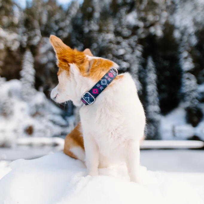 Dragonfruit Collar