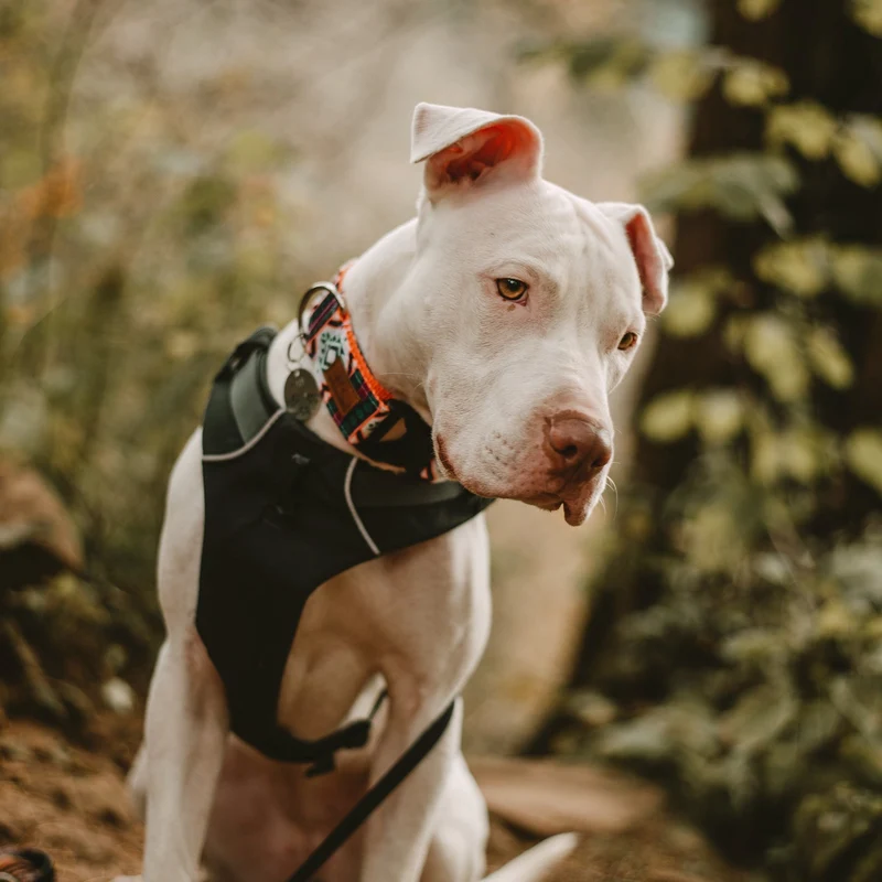Painted Hills Collar
