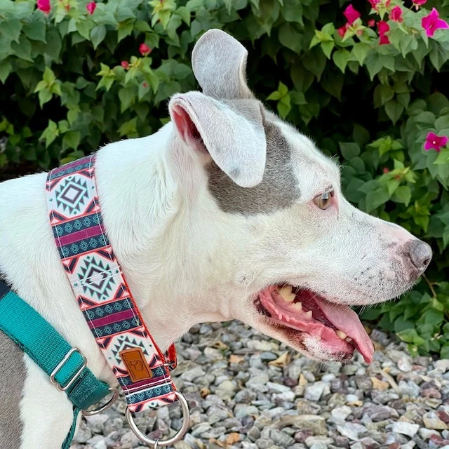 Painted Hills Collar