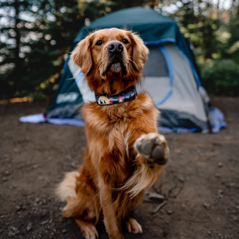 Campfire Collar