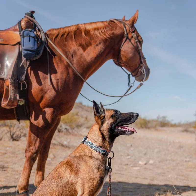 Westward Buckle-On Martingale Collar