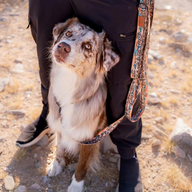 Westward Dog Leash