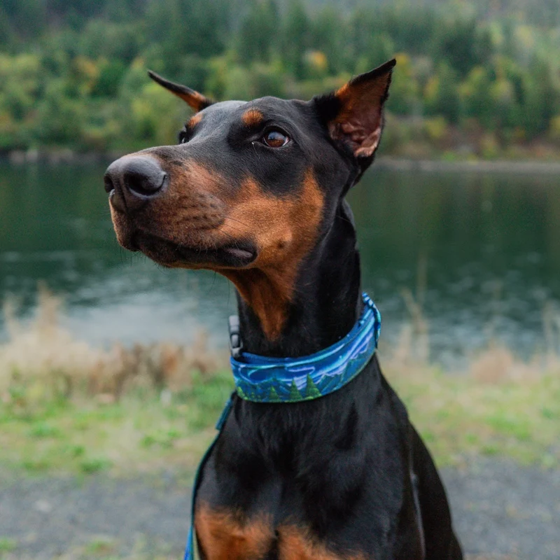 Luminous Peaks Buckle-On Martingale Collar