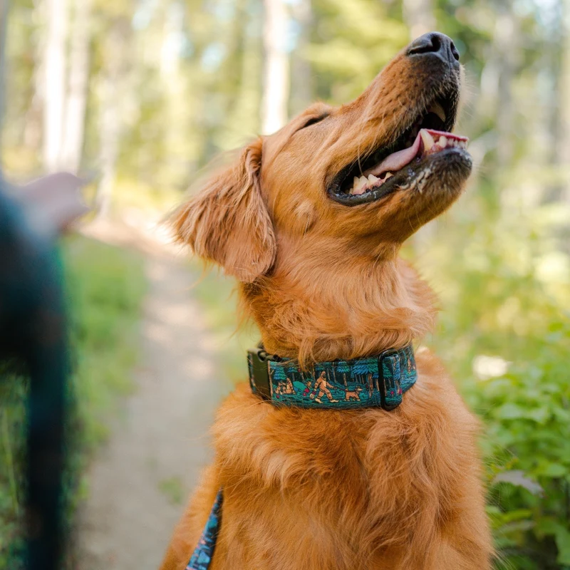 Sasquatch Shadows Buckle-On Martingale Collar