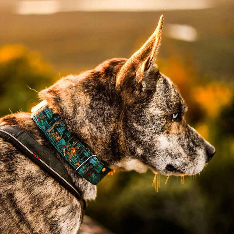 Sasquatch Shadows Collar