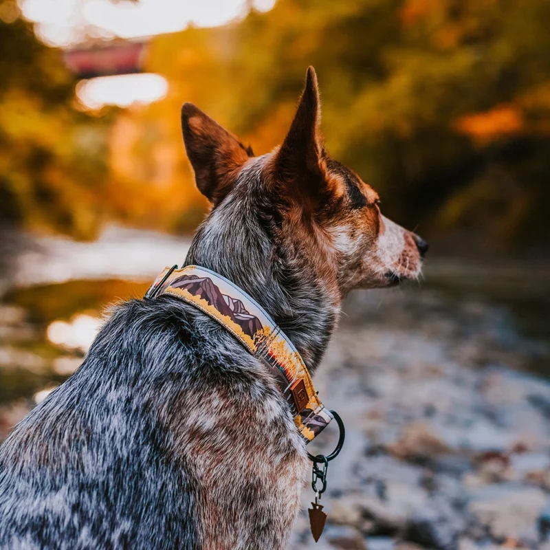 Aspen Ridge Collar