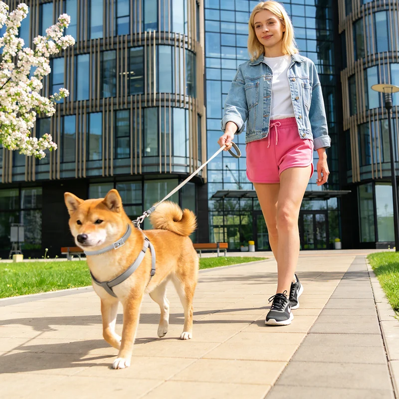 DEWEL-Basis Floh- & Zeckenhalsband für Katzen & kleine Hunde – Verstellbar 34,5 cm, Ideal für tägliche Stadtspaziergänge – 8 Monate Schutz