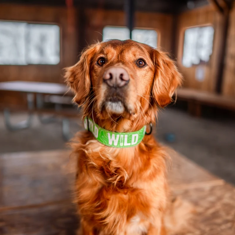 Neon Green WILD Collar
