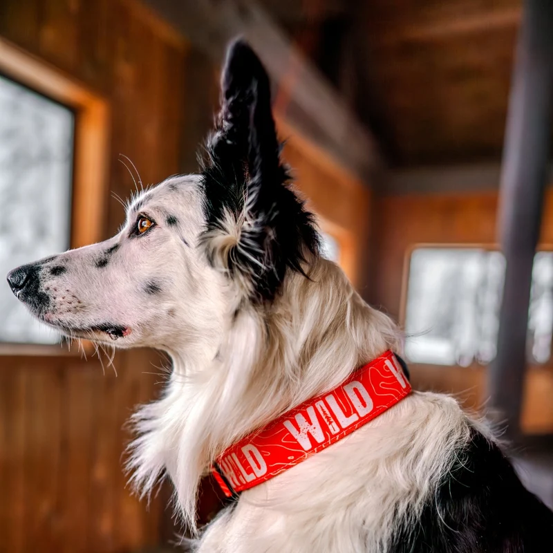 Neon Orange WILD Collar