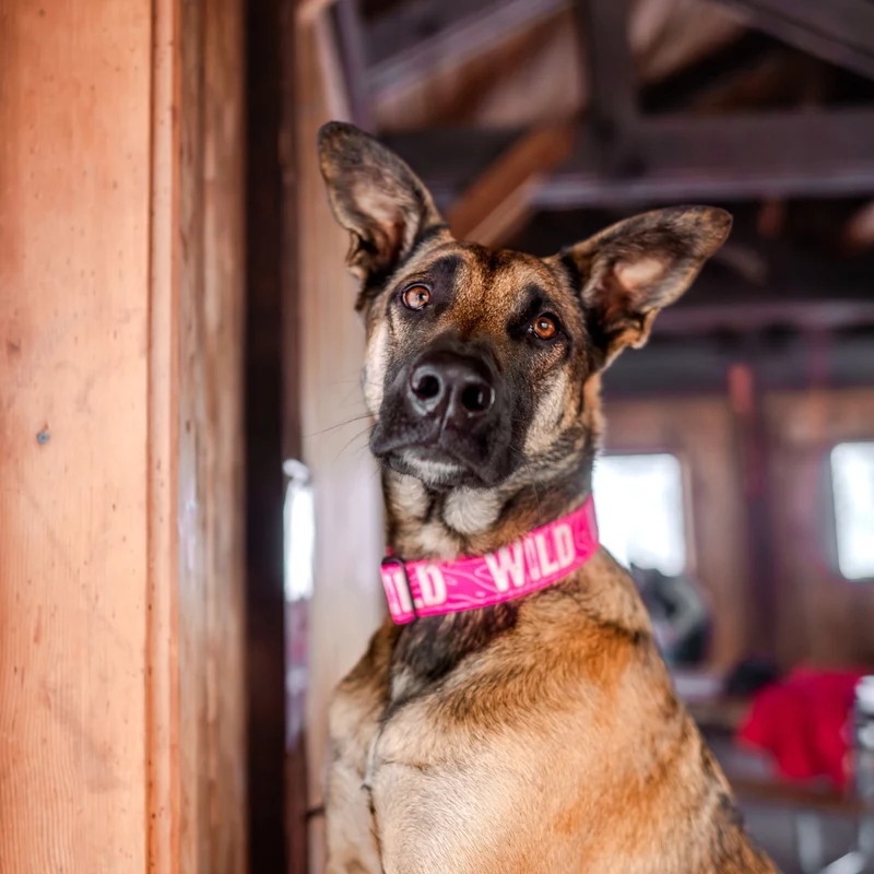 Neon Pink WILD Collar