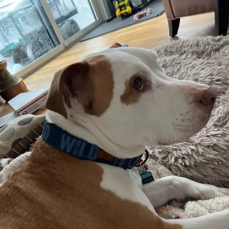 Blueberry Wild Collar