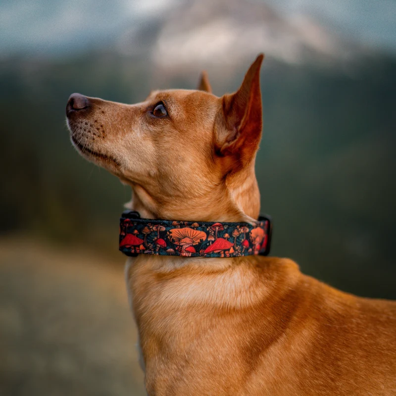 Midnight Mushroom Collar