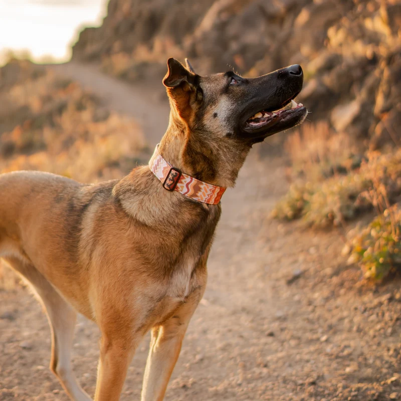 Elements in Brown Collar