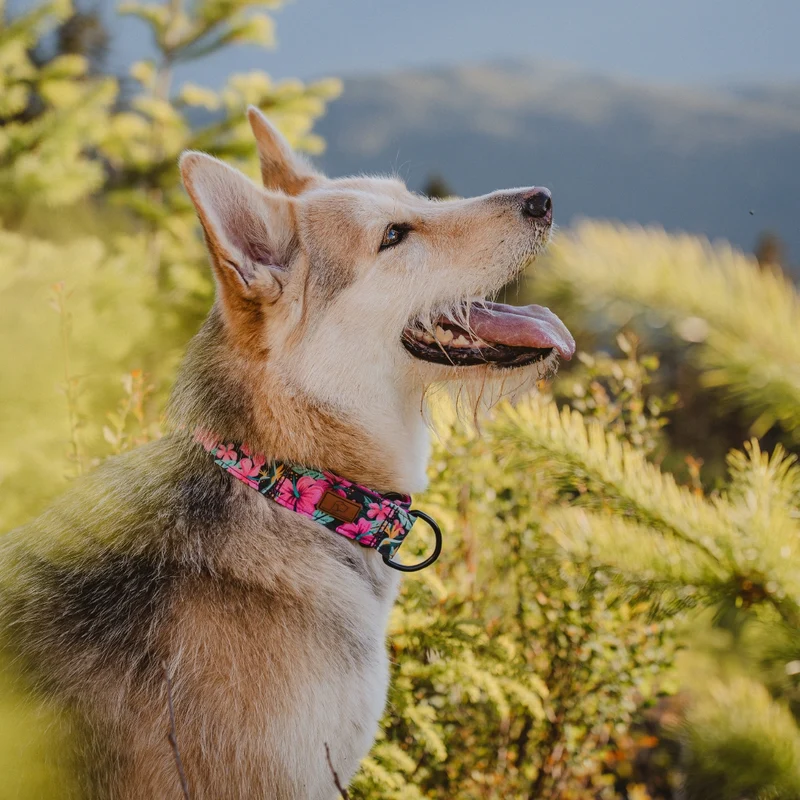 Hibiscus Floral Collar
