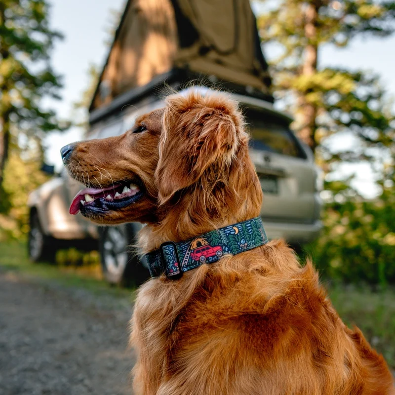 Overland Forest Collar