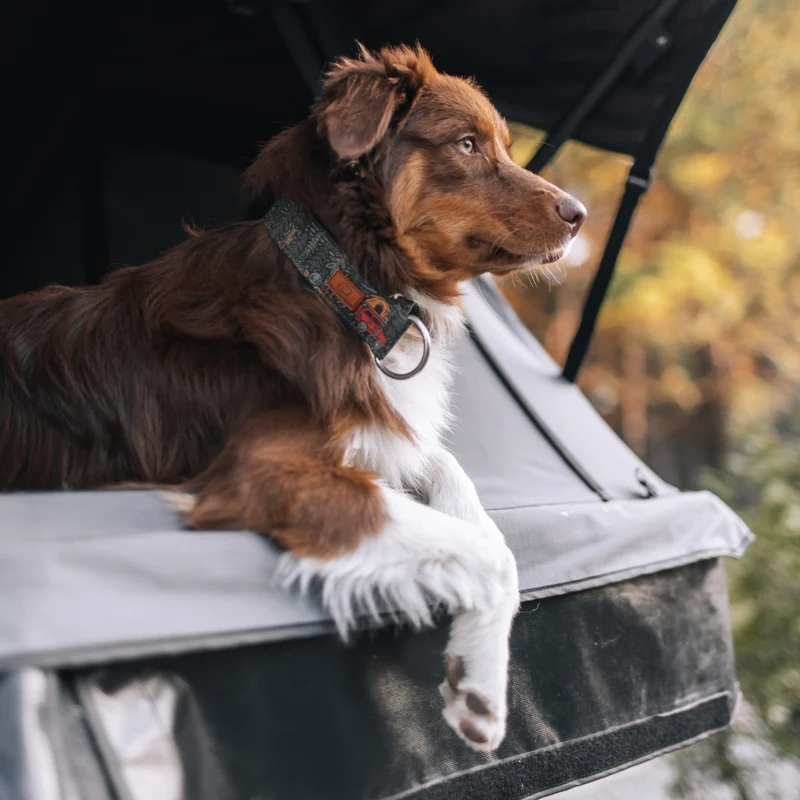 Overland Forest Collar
