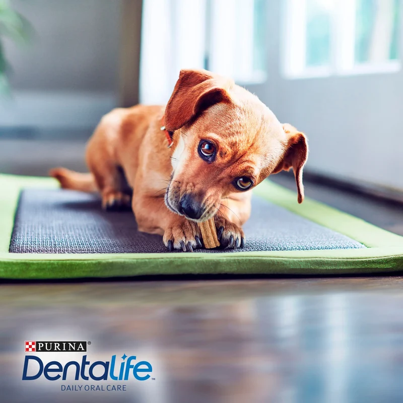 Dentalife Dog Extra Mini 7 Sticks